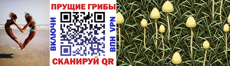Галлюциногенные грибы GOLDEN TEACHER  наркота  Солнечногорск 